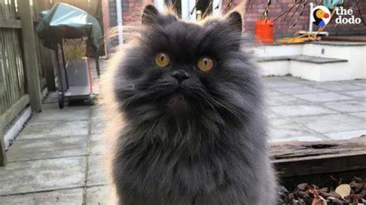 Bobbie the Cat